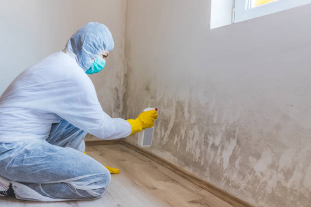 Licensed Mold Remediation service in Miami, AZ - WQB Mold Removal